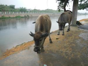 1268116_728950042438_700179997_o