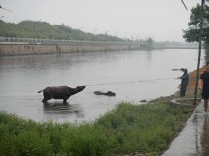 1274142_728949872778_1478464460_o