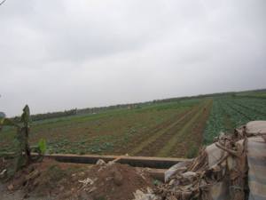 1899918_814560856943_494311771_n