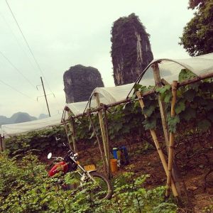 1001978_835937882213_6529207831469780684_n