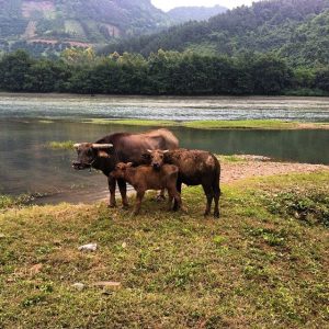 1908003_835938301373_7005106308108395496_n