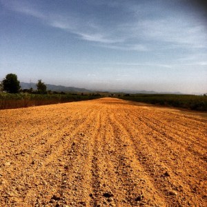 1489185_917310041753_3528463508481553510_n